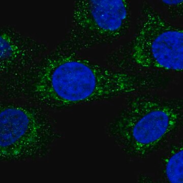 Anti-KCTD18 antibody produced in rabbit Prestige Antibodies&#174; Powered by Atlas Antibodies, affinity isolated antibody