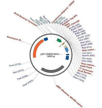 PSF-OXB20-NH2-10HIS-EKT - N-TERMINAL 10HIS TAG BACTERIAL PLASMID plasmid vector for molecular cloning