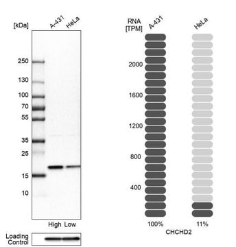 Anti-CHCHD2 antibody produced in rabbit Prestige Antibodies&#174; Powered by Atlas Antibodies, affinity isolated antibody, buffered aqueous glycerol solution