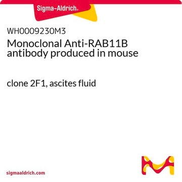 Monoclonal Anti-RAB11B antibody produced in mouse clone 2F1, ascites fluid