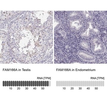 Anti-FAM166A antibody produced in rabbit Prestige Antibodies&#174; Powered by Atlas Antibodies, affinity isolated antibody, buffered aqueous glycerol solution