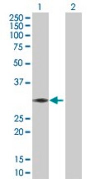 Anti-ABCC10 antibody produced in rabbit purified immunoglobulin, buffered aqueous solution