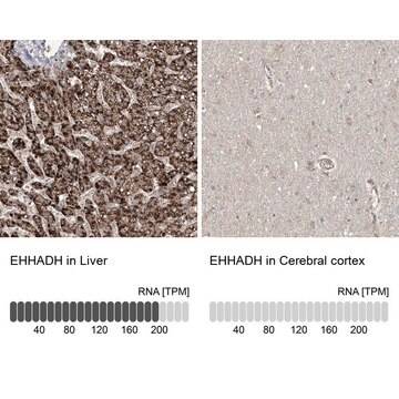 Anti-EHHADH antibody produced in rabbit Prestige Antibodies&#174; Powered by Atlas Antibodies, affinity isolated antibody, buffered aqueous glycerol solution