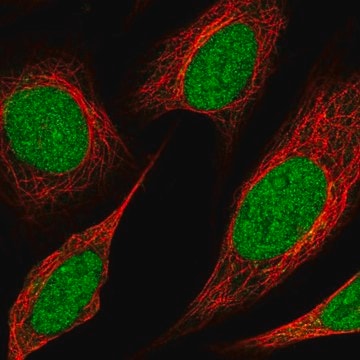 Anti-Kmt2C Antibody Produced In Rabbit Prestige Antibodies&#174; Powered by Atlas Antibodies, affinity isolated antibody, buffered aqueous glycerol solution