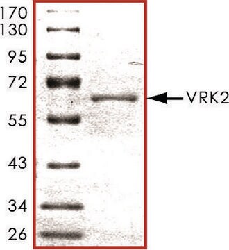 VRK2, active, GST tagged human PRECISIO&#174;, recombinant, expressed in baculovirus infected Sf9 cells, &#8805;70% (SDS-PAGE), buffered aqueous glycerol solution