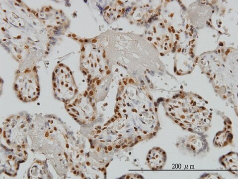 Monoclonal Anti-ZNF265 antibody produced in mouse clone 1D10, purified immunoglobulin, buffered aqueous solution