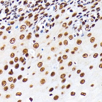 Anti- HuR/ELAVL1 antibody produced in rabbit