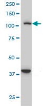 Monoclonal Anti-STAT2, (C-terminal) antibody produced in mouse clone 2E9, purified immunoglobulin, buffered aqueous solution