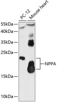 Anti-NPPA antibody produced in rabbit