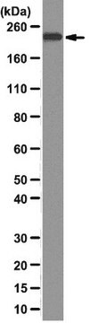 Anti-BRG1 Antibody, clone 3G4 clone 3G4, from rat