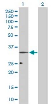 Anti-OPRL1 antibody produced in rabbit purified immunoglobulin, buffered aqueous solution