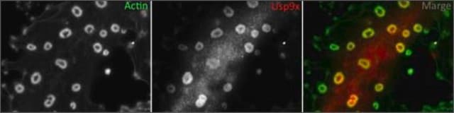 Anti-USP9X antibody produced in rabbit affinity isolated antibody