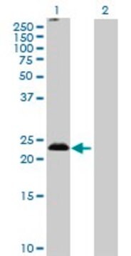 Anti-MS4A5 antibody produced in mouse purified immunoglobulin, buffered aqueous solution