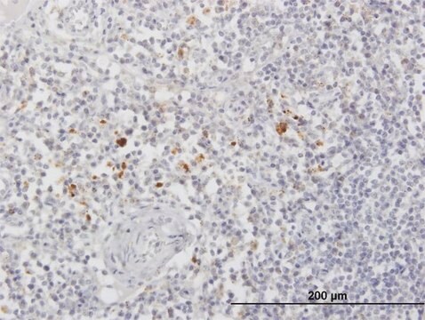 Anti-ARSA antibody produced in mouse purified immunoglobulin, buffered aqueous solution