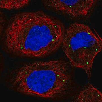 Anti-PATL1 antibody produced in rabbit Prestige Antibodies&#174; Powered by Atlas Antibodies, affinity isolated antibody, buffered aqueous glycerol solution