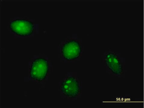 Anti-C8ORF33 antibody produced in mouse purified immunoglobulin, buffered aqueous solution