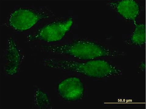 Monoclonal Anti-GRN antibody produced in mouse clone 1F5, purified immunoglobulin, buffered aqueous solution