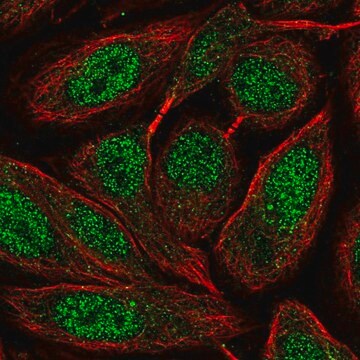 Anti-ZNF630 antibody produced in rabbit Prestige Antibodies&#174; Powered by Atlas Antibodies, affinity isolated antibody