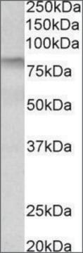 Anti-TGM3 antibody produced in goat affinity isolated antibody, buffered aqueous solution