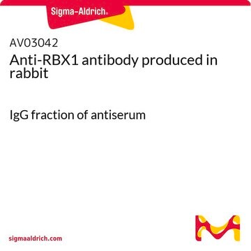 Anti-RBX1 antibody produced in rabbit IgG fraction of antiserum