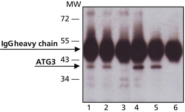 Anti-ATG3 (C-terminal) 兔抗 IgG fraction of antiserum, buffered aqueous solution