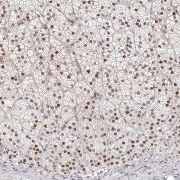 Anti-NTPCR antibody produced in rabbit Prestige Antibodies&#174; Powered by Atlas Antibodies, affinity isolated antibody, buffered aqueous glycerol solution