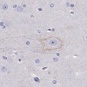 Anti-CDH9 antibody produced in rabbit Prestige Antibodies&#174; Powered by Atlas Antibodies, affinity isolated antibody, buffered aqueous glycerol solution