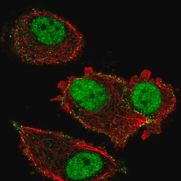 Anti-ZNF605 antibody produced in rabbit Prestige Antibodies&#174; Powered by Atlas Antibodies, affinity isolated antibody