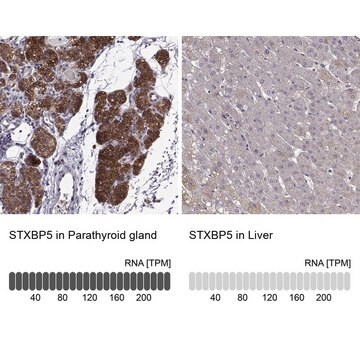 Anti-STXBP5 antibody produced in rabbit Prestige Antibodies&#174; Powered by Atlas Antibodies, affinity isolated antibody