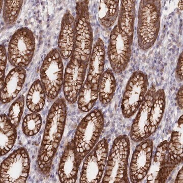 Anti-SNED1 antibody produced in rabbit Prestige Antibodies&#174; Powered by Atlas Antibodies, affinity isolated antibody, buffered aqueous glycerol solution