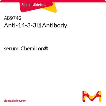 Anti-14-3-3 &#963; Antibody serum, Chemicon&#174;