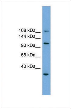 Anti-PHLDB1 antibody produced in rabbit affinity isolated antibody