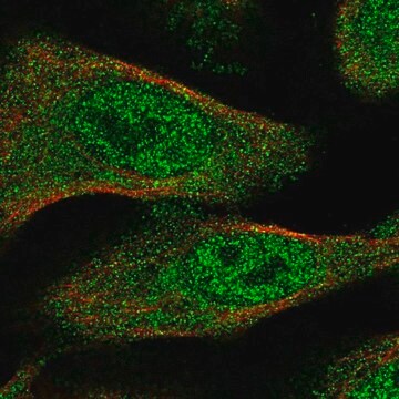 Anti-TXNL4B antibody produced in rabbit Prestige Antibodies&#174; Powered by Atlas Antibodies, affinity isolated antibody