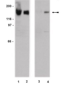 Anticuerpo anti-EGFR (no fosforilado en Tyr1173), clon 20G3 clone 20G3, Upstate&#174;, from mouse