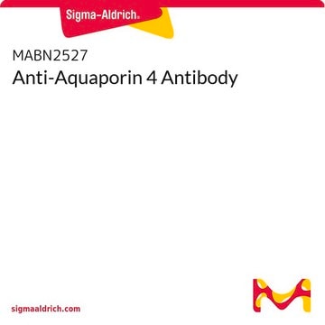 Anti-Aquaporin 4 Antibody