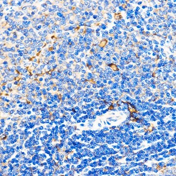 Anti-CD31 antibody produced in rabbit