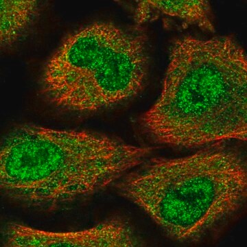 Anti-ZNF500 antibody produced in rabbit Prestige Antibodies&#174; Powered by Atlas Antibodies, affinity isolated antibody