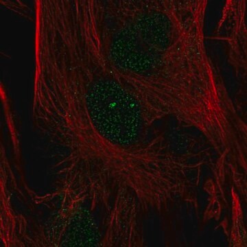 Anti-FOXC2 antibody produced in rabbit Prestige Antibodies&#174; Powered by Atlas Antibodies, affinity isolated antibody