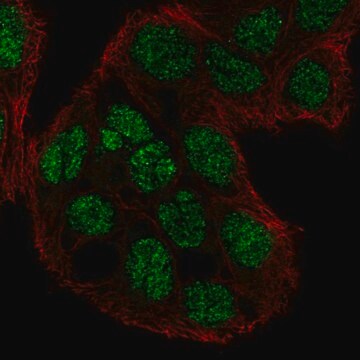 Anti-C2Cd4A Antibody Produced In Rabbit Prestige Antibodies&#174; Powered by Atlas Antibodies, affinity isolated antibody, buffered aqueous glycerol solution