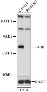 Anti-P4HB antibody produced in rabbit