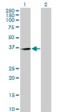 Anti-C20ORF10 antibody produced in mouse purified immunoglobulin, buffered aqueous solution