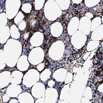 Anti-ATG2A antibody produced in rabbit Prestige Antibodies&#174; Powered by Atlas Antibodies, affinity isolated antibody, buffered aqueous glycerol solution