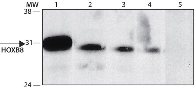 Anti-HOXB8 (C-terminal) antibody produced in rabbit ~1.0&#160;mg/mL, affinity isolated antibody, buffered aqueous solution