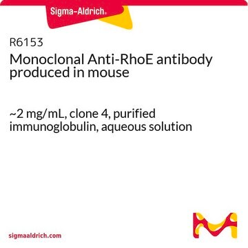 Monoclonal Anti-RhoE antibody produced in mouse ~2&#160;mg/mL, clone 4, purified immunoglobulin, aqueous solution