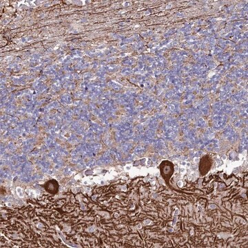 Anti-KCTD18 antibody produced in rabbit Prestige Antibodies&#174; Powered by Atlas Antibodies, affinity isolated antibody, buffered aqueous glycerol solution