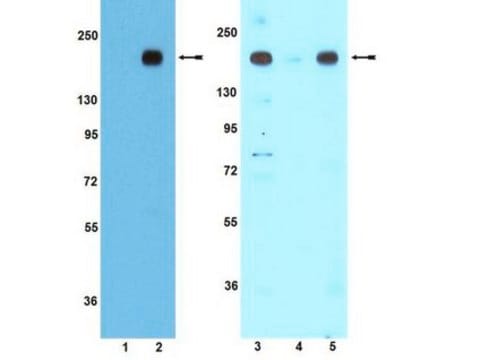 Anticorps anti-phospho-IRS1 (Tyr608) de souris / (Tyr612) humaine Upstate&#174;, from rabbit