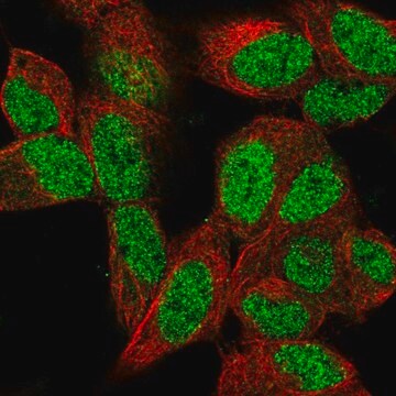 Anti-PCGF2 antibody produced in rabbit Prestige Antibodies&#174; Powered by Atlas Antibodies, affinity isolated antibody