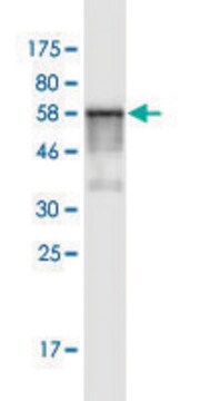 Monoclonal Anti-PSMD7 antibody produced in mouse clone 2E5, purified immunoglobulin, buffered aqueous solution