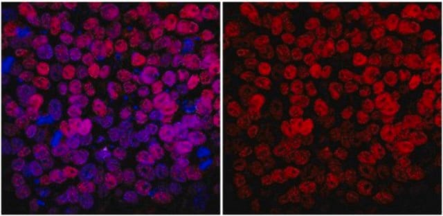 Anti-NANOG Antibody, clone 7F7.1 clone 7F7.1, from mouse