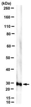 Anti-UNC119 homolog A/mRG4 Antibody, clone A2